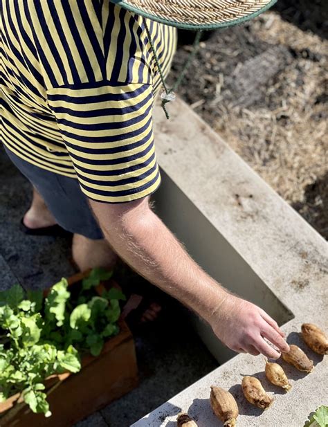 How To Plant Dahlia Bulbs — Salisbury Grange