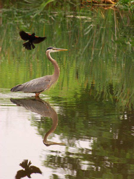 Great Blue Heron- reminds me of my home in Michigan Beautiful Birds ...