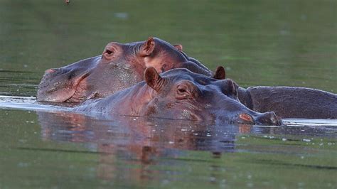 Pablo Escobar’s cocaine hippos legally recognised as people by US court ...