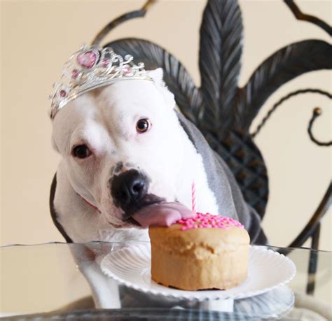 Dogs Eating Cake - Cute Photos of Dogs