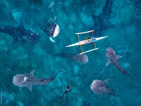 Whale Shark in Oslob from Above