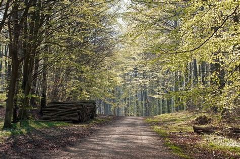 Forest road in early spring with ... | Stock image | Colourbox