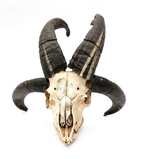 4 Horned Goat Skull