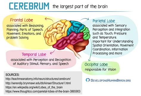 Brain Parts and Functions