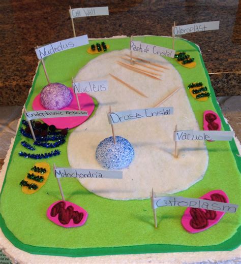 Clay Plant Cell Project