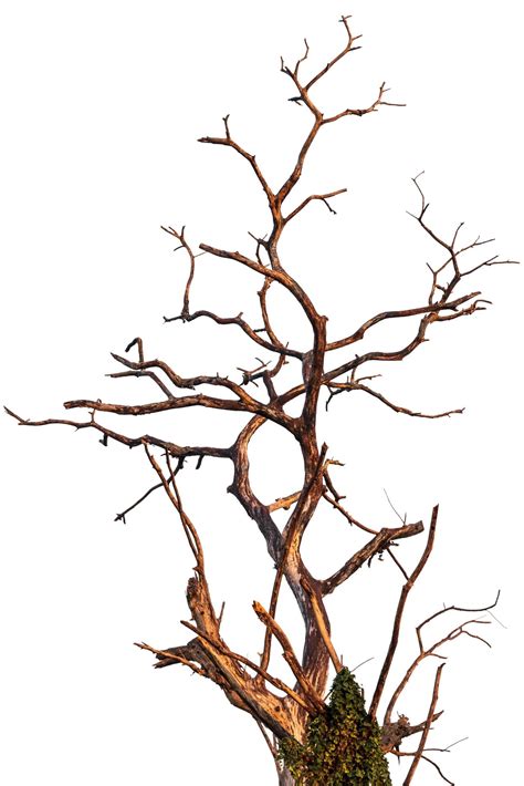 Isolated dead tree branches. 7665015 Stock Photo at Vecteezy