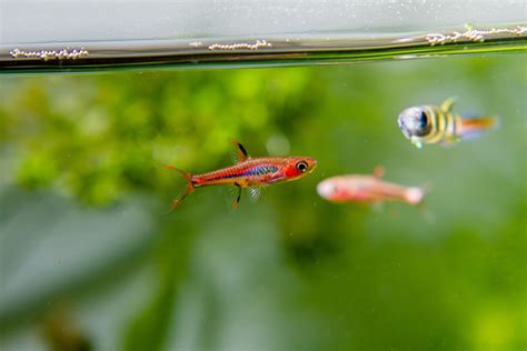 Chili Rasbora Care: Feeding, Tank Mates, Setup, & More