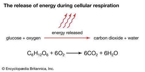 Cell Respiration Steps