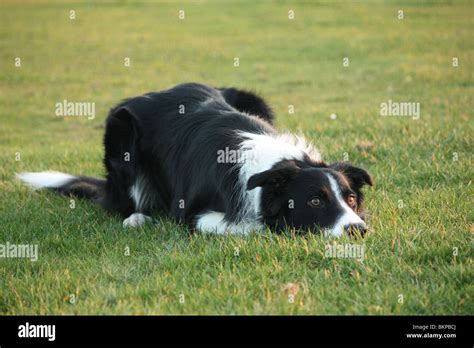 Border collie herding sheep Stock Photo - Alamy