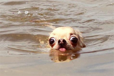 The Swimmer | Funny animal jokes, Funny animal memes, Funny animal pictures