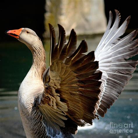 Goose Feathers Photograph by Nava Thompson