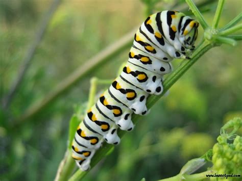 Caterpillar