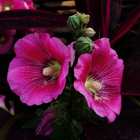 Buy Hollyhock Red flower Seeds - Mountain Top Seed Bank