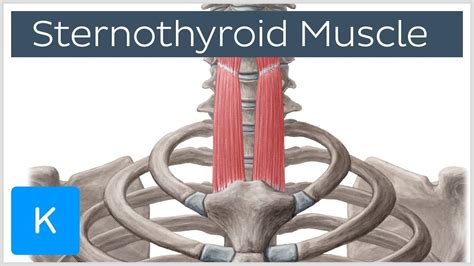 Pin on thyroide