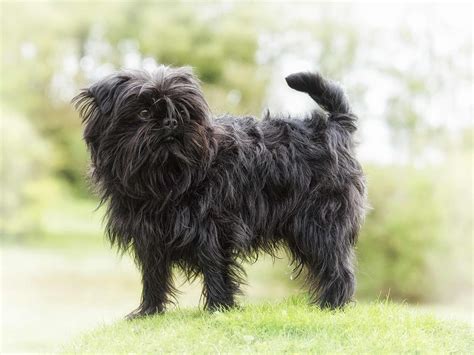 Affenpinscher