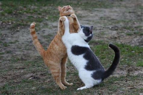 Funny Cats Dancing 13 Free Hd Wallpaper - Funnypicture.org