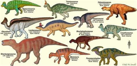 Hadrosaur size chart | Prehistoric animals, Animal figures, Dinosaur art