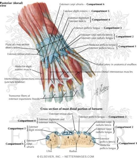 Extensor Indicis Proprius