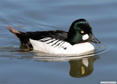 All Types of Duck Species - Identify Wild Ducks