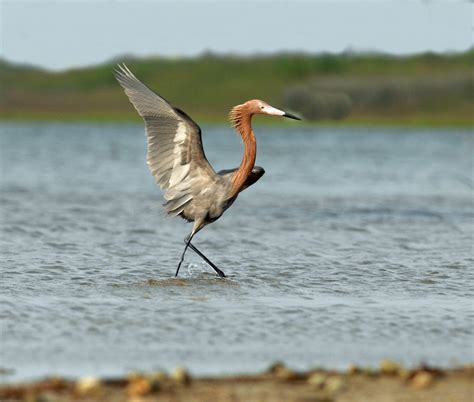 Galveston Island State Park | Porter Vacation Rental Management