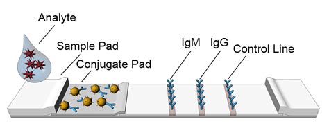 What is a Lateral Flow Assay and How Does It Work - JOYSBIO Biotech