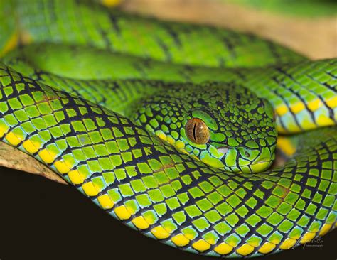 Schultz’s Pit Viper - A spectacular venomous snake endemic to Palawan