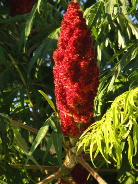 Non Poison Sumac Plant - Bing Images | Edible wild plants, Wild food ...