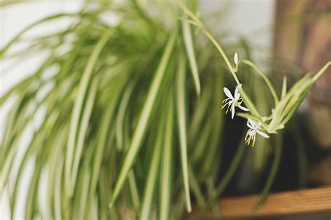 Do Spider Plants Bloom? | Gardener’s Path