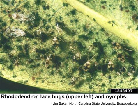 Rhododendron Lace Bug | NC State Extension Publications