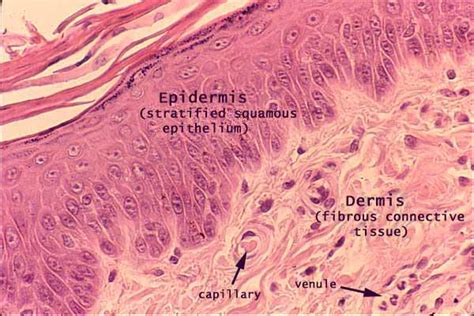 Histology at SIU