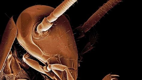 Watch how a cyborg cockroach is created - BBC Future