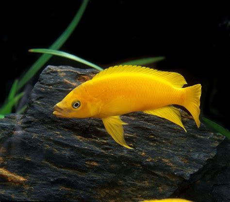 Lemon Oscar (Astronotus ocellatus): A Complete Care Guide