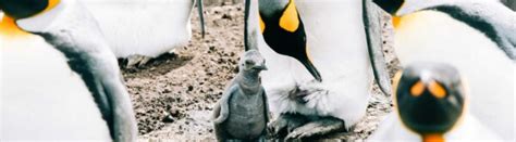 11 Baby Penguin Facts: Life in the Antarctic Nursery