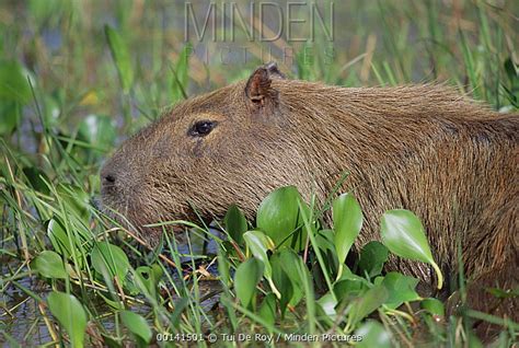 Capybara stock photo - Minden Pictures