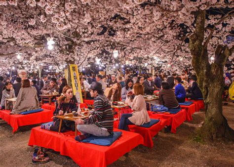 Sakura: Cherry blossom in Japan - Japan Guide Blog