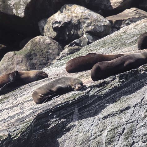 Wildlife at Milford Sound - Seals, Dolphins & Penguins - Milford Sound