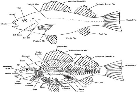 The Anatomy of Fish