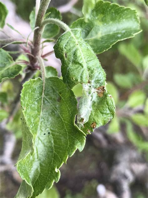 Why are my Apple Tree Leaves Curling? [Causes & Easy Fixes] - Plants Craze