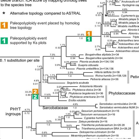 Caryophyllales phylogeny inferred from 305 transcriptomes. The maximum ...