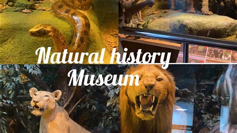 Natural history museum Trivandrum //museums of Kerala - YouTube