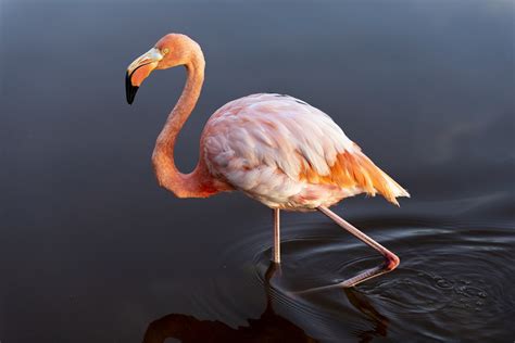 Kann man Flamingos essen?