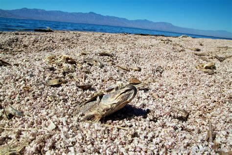 Salton Sea: Attractions, Art, Mud Volcanoes and Dead Fish - California ...