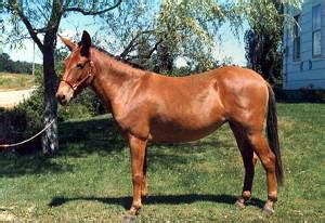 Hinny (Horse-Donkey Hybrid) - Wiki; Image ONLY