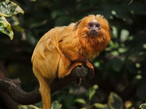 Deforestation ‘stressing animals out’, scientists warn | The Independent