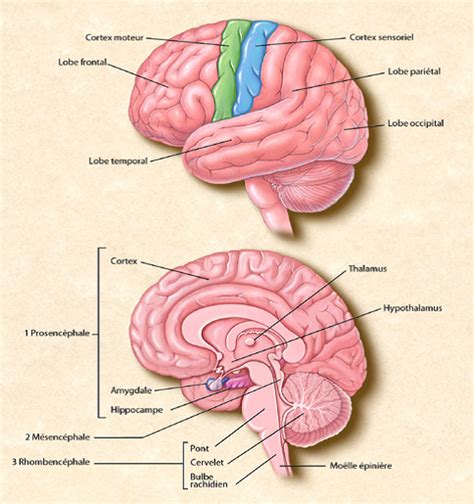 Anatomie du cerveau et du système nerveux - Fédération pour la ...