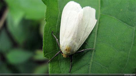 Whiteflies can help us make better drones, study says | The Times of Israel