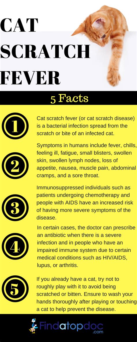 What Causes Cat Scratch Fever?