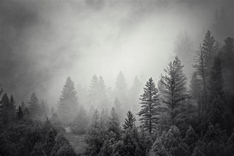 Forest Photograph in Black and White Mountain Pines Physical | Etsy