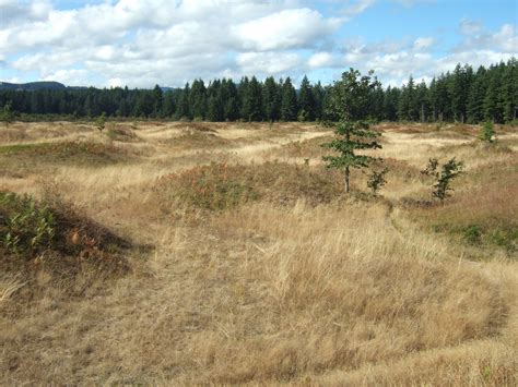 Reading the Washington Landscape: Geologic Pilgrimage: Mima Mounds