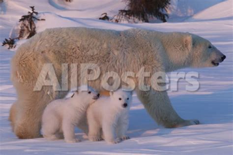 Polar Bear (Ursus Maritimus) and Cubs Photographic Print by David ...